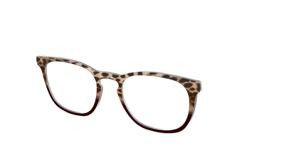 The Jungle Cat Tortoise